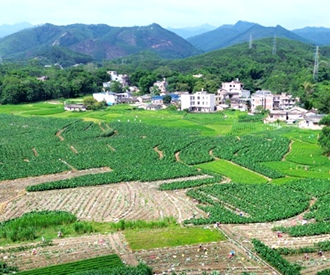 博白县：走出乡村富“芋”路